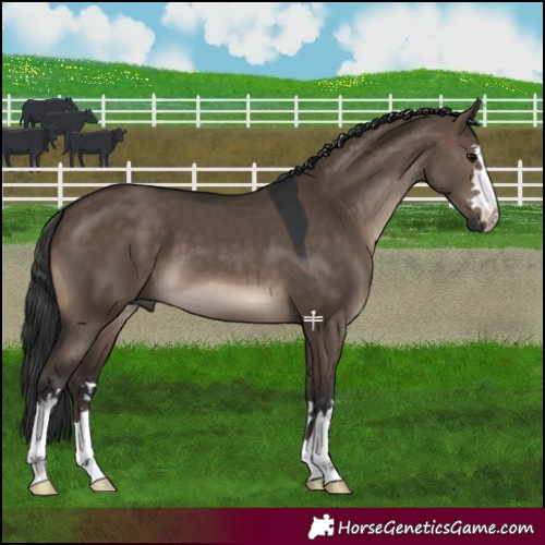 Horse Color:Brown Dun