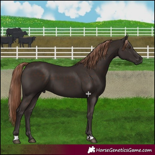 Horse Color:Liver Chestnut 