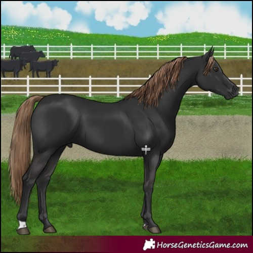 Horse Color:Liver Chestnut