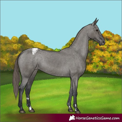 Horse Color:Grullo Appaloosa 