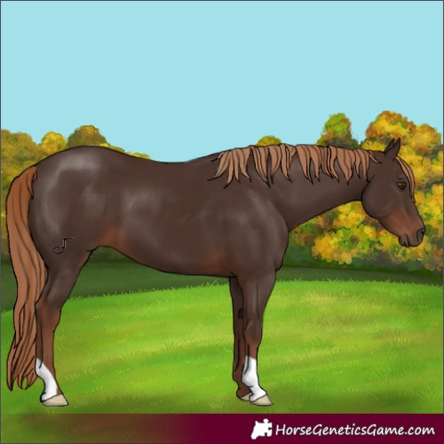 Horse Color:Liver Chestnut