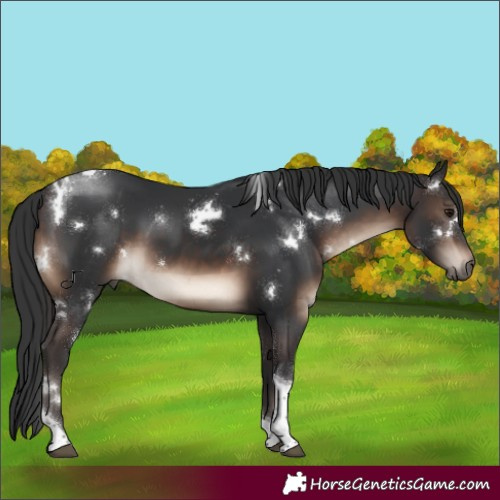 Horse Color:White Spotted Brown Tobiano