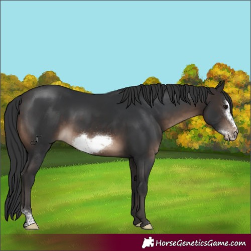 Horse Color:Brown Sabino Frame