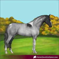 Horse Color:Black Tobiano 