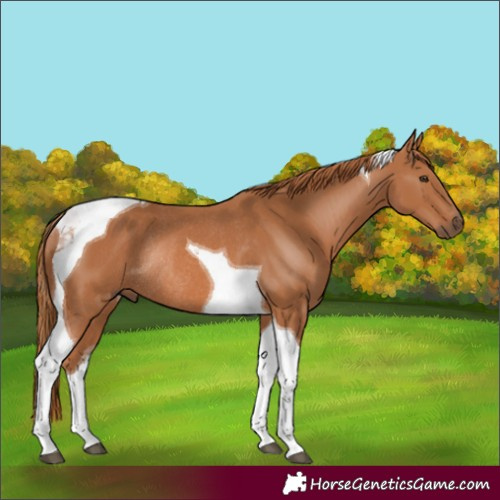 Horse Color:Chestnut Tobiano Rabicano