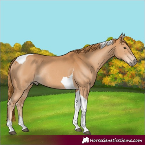 Horse Color:Chestnut Tobiano Rabicano