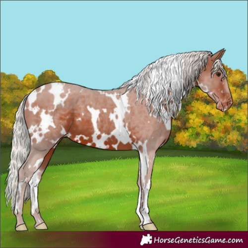 Horse Color:White Spotted Silver Brown Appaloosa 