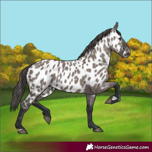 Horse Color:Grullo Appaloosa