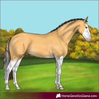 Horse Color:Buckskin Dun Splash 