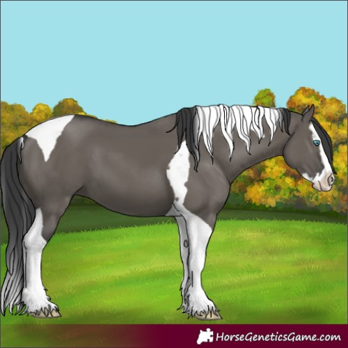Horse Color:Grullo Splash Tobiano 