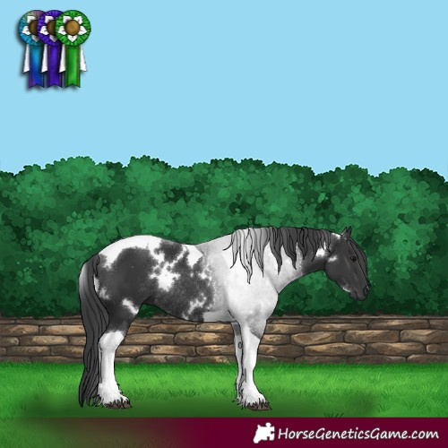 Horse Color:White Spotted Black Tobiano Rabicano 