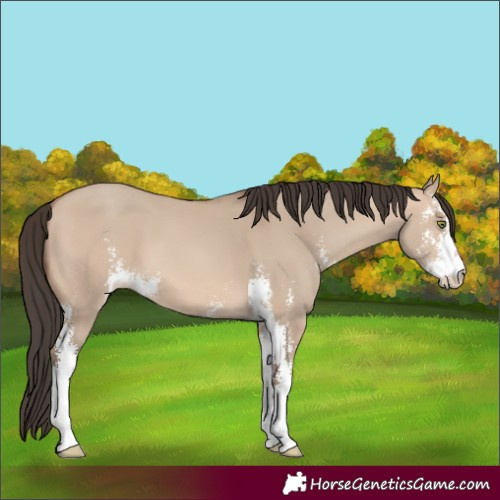 Horse Color:Sable Champagne Dun Sabino 