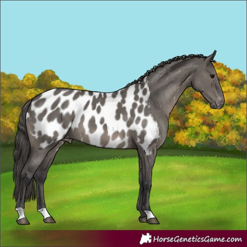 Horse Color:Grullo Appaloosa 