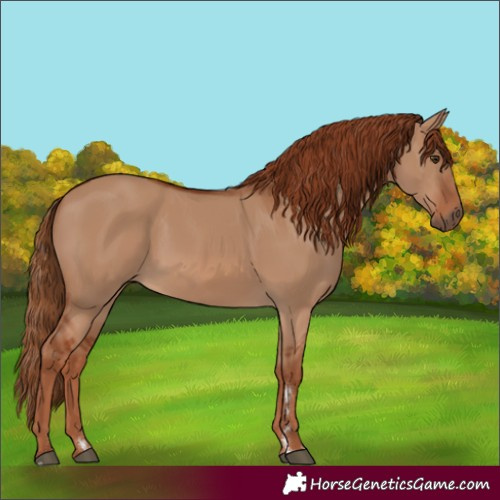 Horse Color:Red Dun