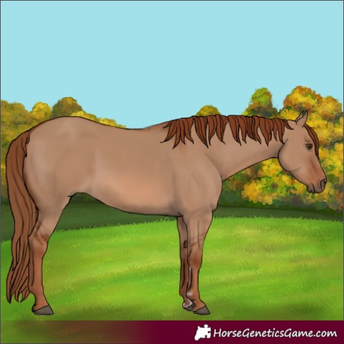 Horse Color:Red Dun 