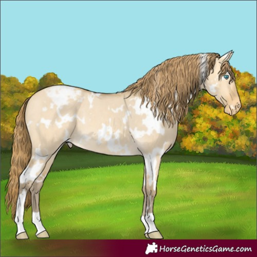 Horse Color:White Spotted Amber Cream Champagne Dun Appaloosa Rabicano 