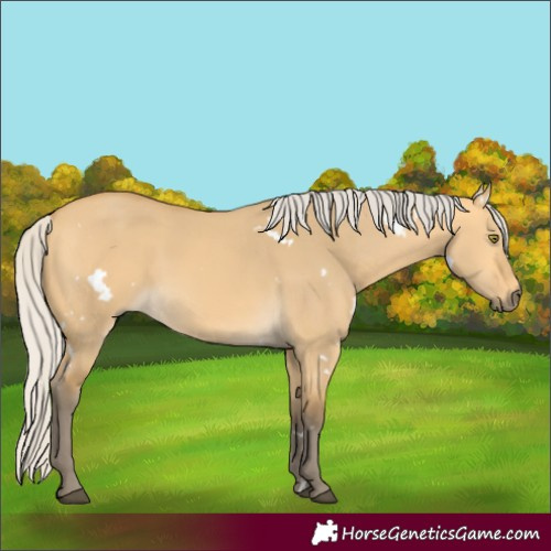 Horse Color:White Spotted Silver Buckskin Dun Rabicano