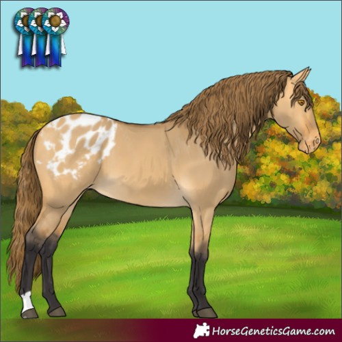 Horse Color:Buckskin Dun Appaloosa