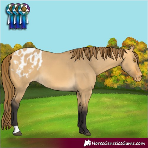 Horse Color:Buckskin Dun Appaloosa 