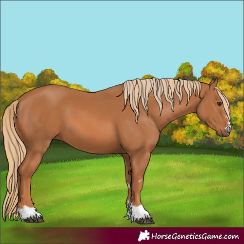 Horse Color:Chestnut and Chestnut