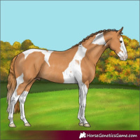 Horse Color:Chestnut Splash Tobiano Rabicano