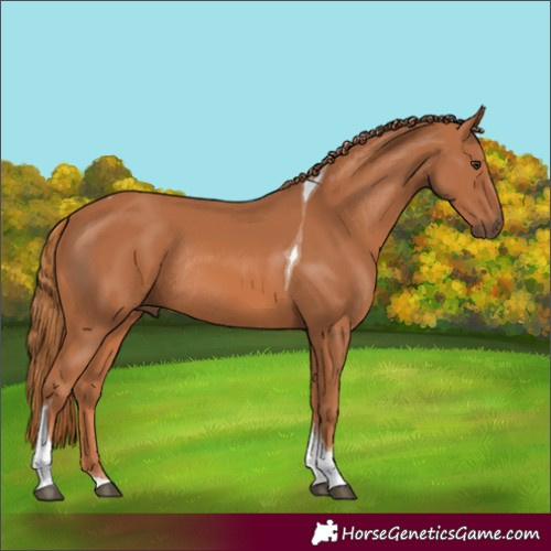 Horse Color:Chestnut Tobiano Rabicano 