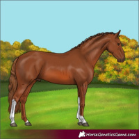 Horse Color:Chestnut Tobiano 