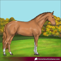 Horse Color:Chestnut Tobiano 