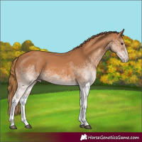 Horse Color:White Spotted Chestnut 