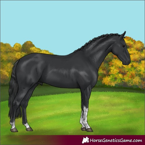 Horse Color:Black Tobiano