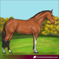 Horse Color:Bay Tobiano 