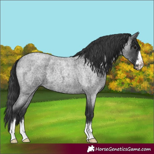 Horse Color:Blue Roan