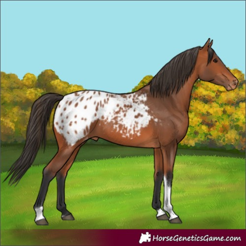 Horse Color:Bay Tobiano Appaloosa Rabicano