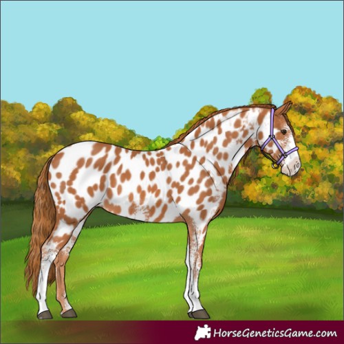 Horse Color:Chestnut Sabino Appaloosa
