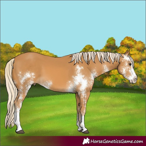 Horse Color:Palomino Sabino 