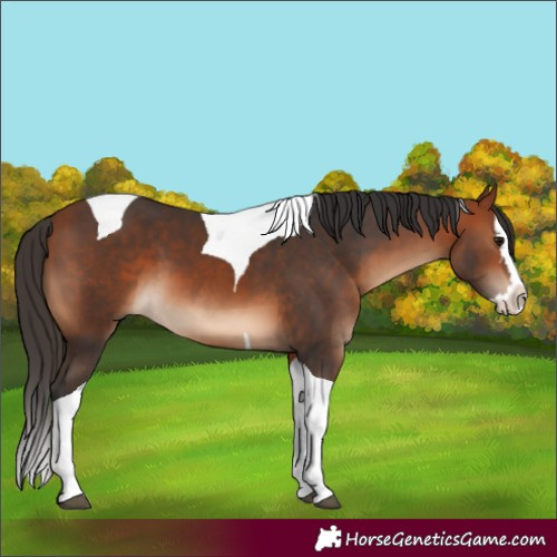 Horse Color:Bay Splash Tobiano