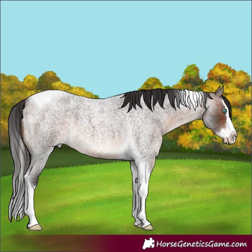 Horse Color:Brown Roan Splash Tobiano 