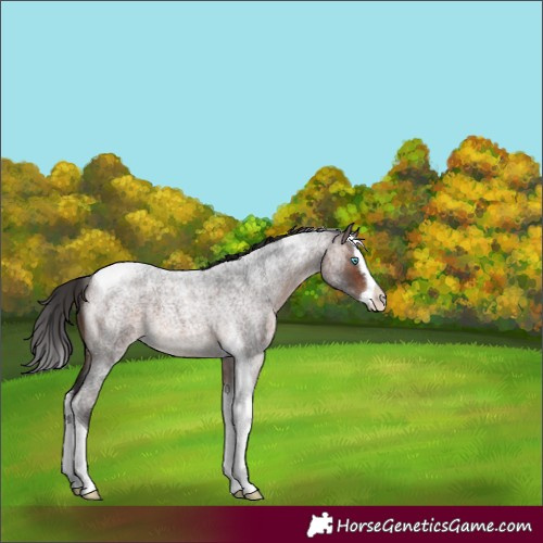 Horse Color:Brown Roan Splash Tobiano 