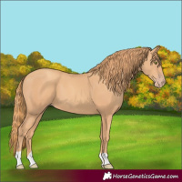 Horse Color:Gold Champagne 