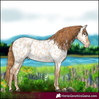 Horse Color:Red Dun Roan Appaloosa 