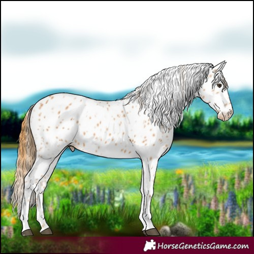 Horse Color:Chestnut Appaloosa 