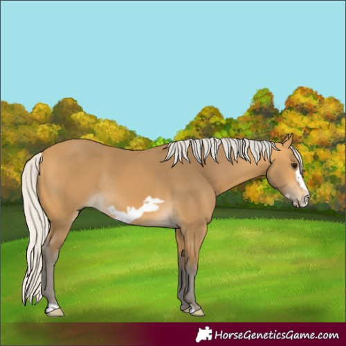 Horse Color:Silver Buckskin Frame Rabicano
