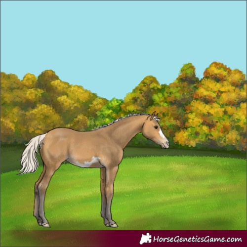 Horse Color:Silver Buckskin Frame Rabicano 