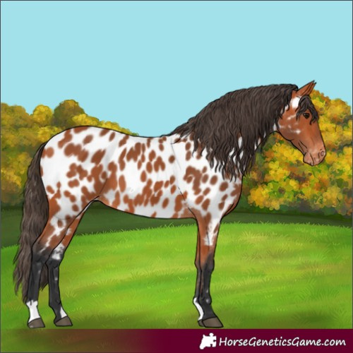 Horse Color:Bay Near Leopard