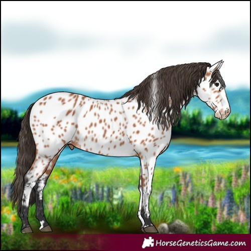 Horse Color:Bay Appaloosa