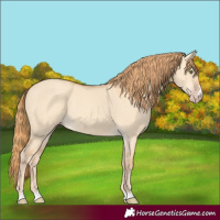 Horse Color:Gold Champagne Dun 