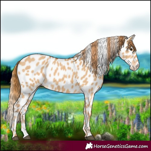 Horse Color:Red Dun Appaloosa 