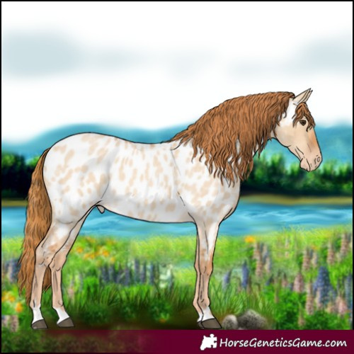 Horse Color:Red Dun Roan Appaloosa