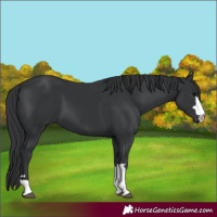 Horse Color:Black 