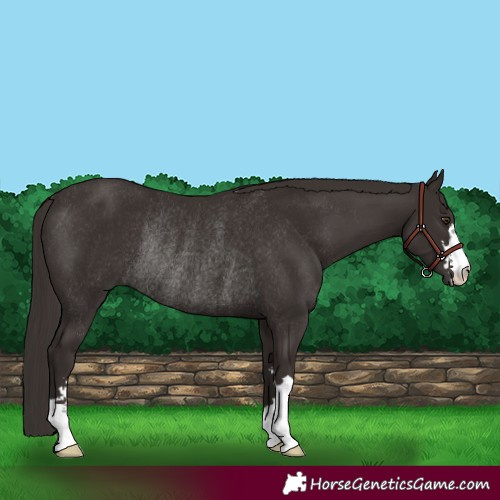 Horse Color:Liver Chestnut Rabicano
